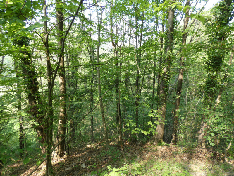 TORREBELVICINO: In contrada, CASA TERRA-CIELO disponibile da subito completa di orto e boschi. Cl...