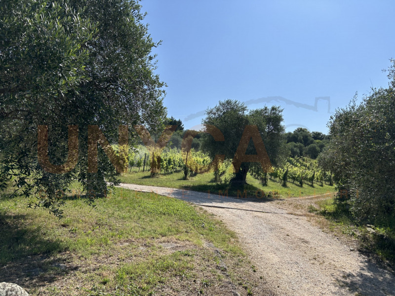 CINTO EUGANEO - Faedo: proponiamo in vendita un incantevole agriturismo situato nella pittoresca ...