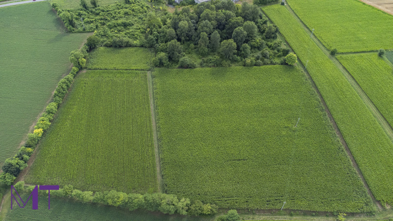 Aiello del Friuli Vendita Terreno terreno agricolo/coltura