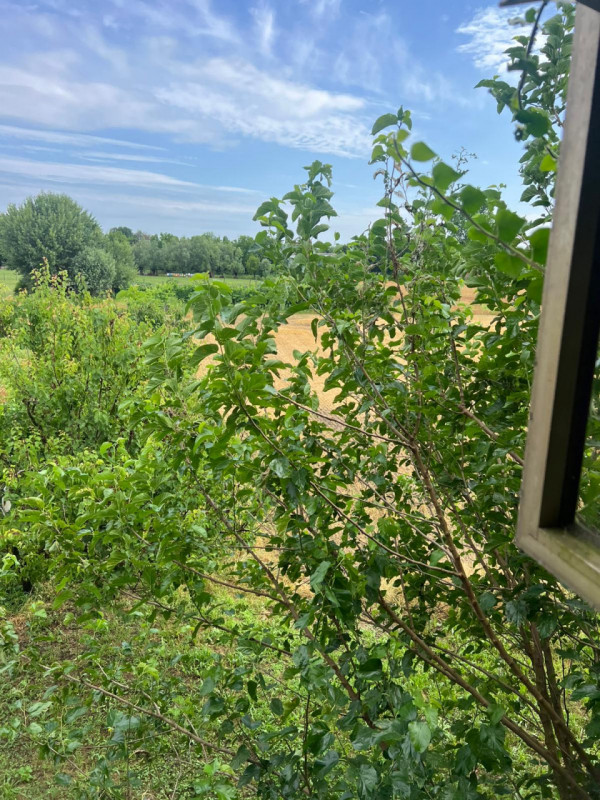 Vendesi a Solesino porzione di bifamiliare con ampio giardino, disposta su due piani e parzialmen...