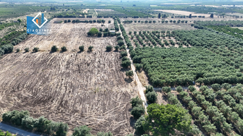 Mineo Vendita Terreno terreno agricolo/coltura