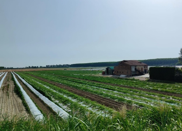 Sermide Vendita Terreno terreno agricolo/coltura