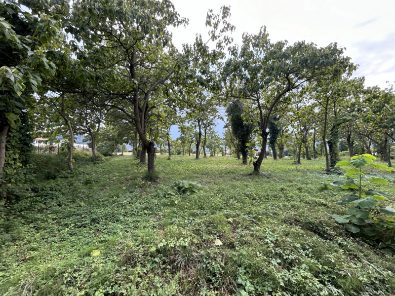 TORREGLIA – AMPIO TERRENO AGRICOLO IN POSIZIONE PANORAMICA

Nel cuore della splendida campagna ve...