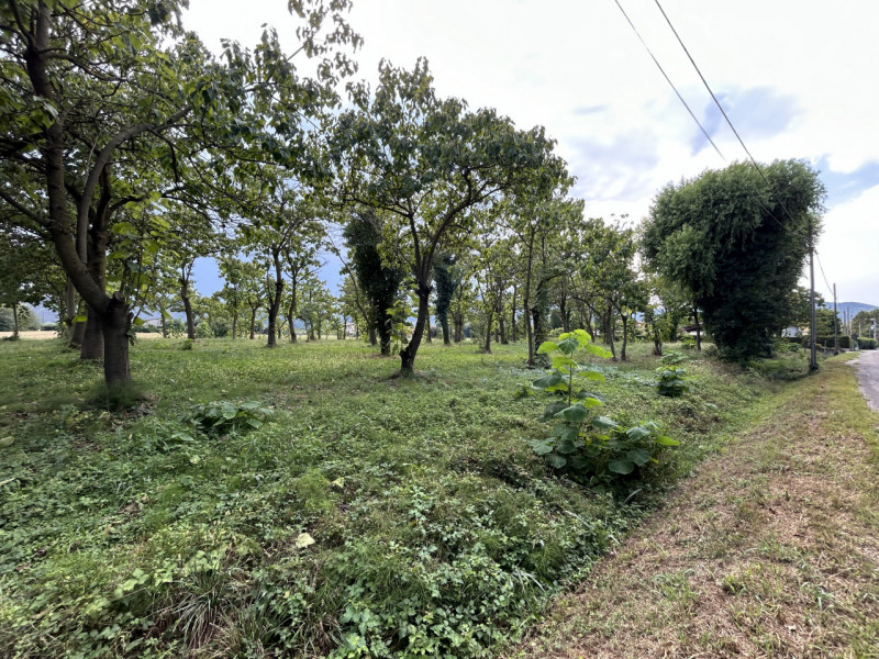 TORREGLIA – AMPIO TERRENO AGRICOLO IN POSIZIONE PANORAMICA

Nel cuore della splendida campagna ve...