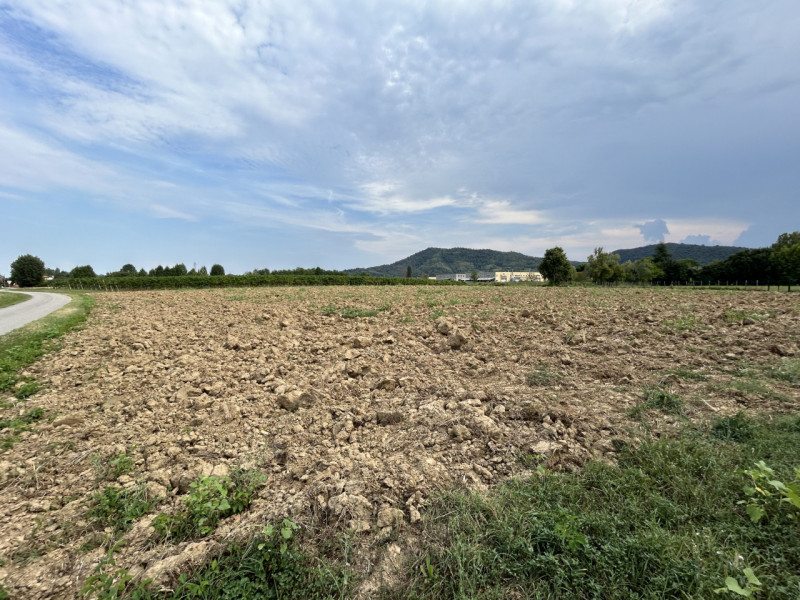 TORREGLIA – AMPIO TERRENO AGRICOLO IN POSIZIONE PANORAMICA

Nel cuore della splendida campagna ve...