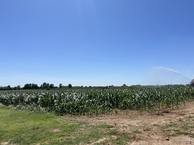 Sommacampagna Vendita Terreno terreno agricolo/coltura