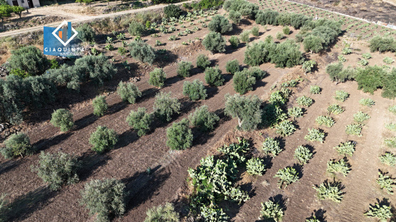 Palagonia Vendita Terreno terreno agricolo/coltura