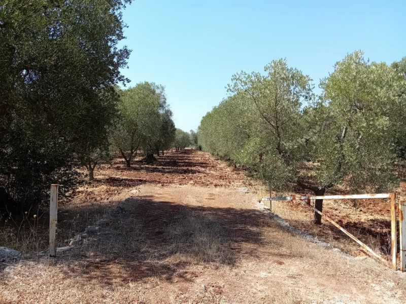 Ceglie Messapica Vendita Terreno