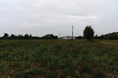 Vedelago Vendita Terreno terreno agricolo/coltura