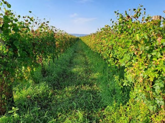 Farra di Soligo Vendita Terreno vigneto