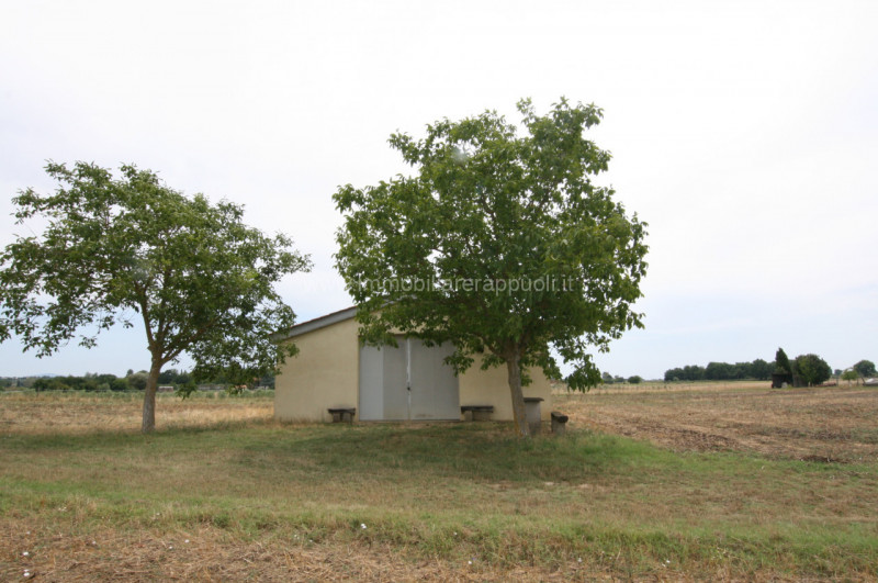 Sinalunga Vendita Rustico rustico di campagna
