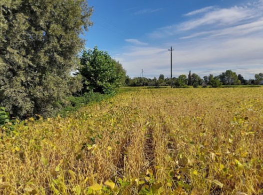 Fossalta di Portogruaro Vendita Terreno terreno agricolo/coltura