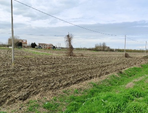 Canaro Vendita Terreno terreno agricolo/coltura