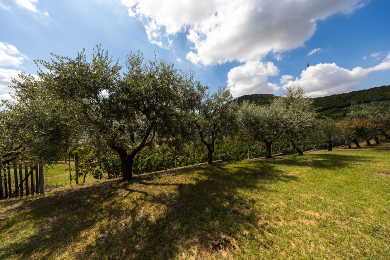 A Cinto Euganeo, proponiamo in vendita spettacolare casa singola, situata in una meravigliosa pos...