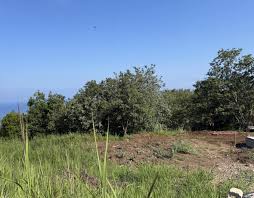 Brogliano Vendita Terreno terreno agricolo/coltura