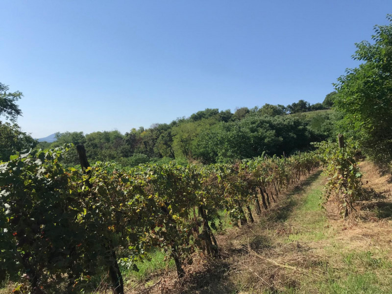 Nel comune di Albettone, precisamente sul monte di Lovertino, proponiamo in vendita una proprietà...