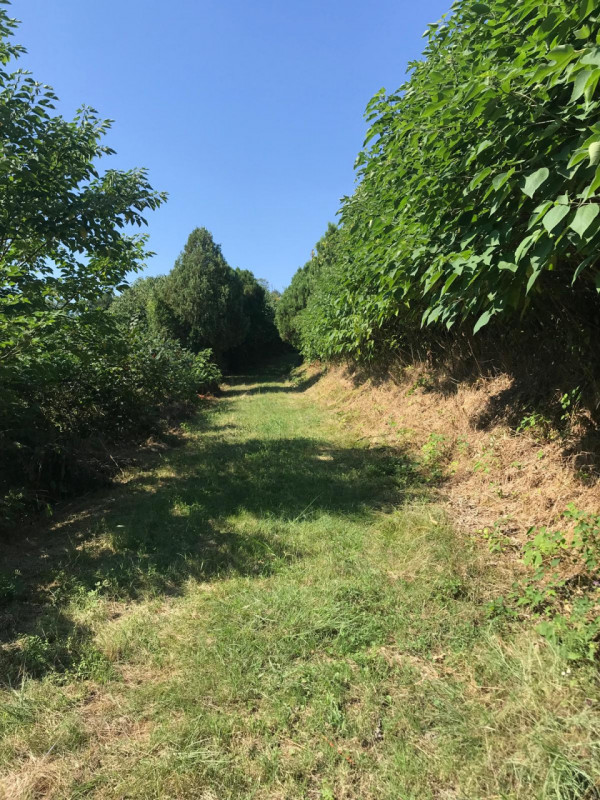 Nel comune di Albettone, precisamente sul monte di Lovertino, proponiamo in vendita una proprietà...