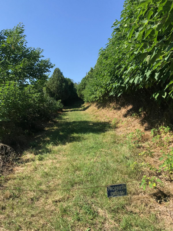 Nel comune di Albettone, precisamente sul monte di Lovertino, proponiamo in vendita una proprietà...