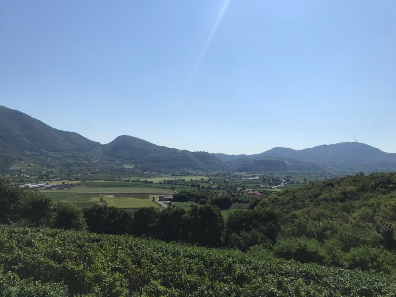 Nel comune di Albettone, precisamente sul monte di Lovertino, proponiamo in vendita una proprietà...