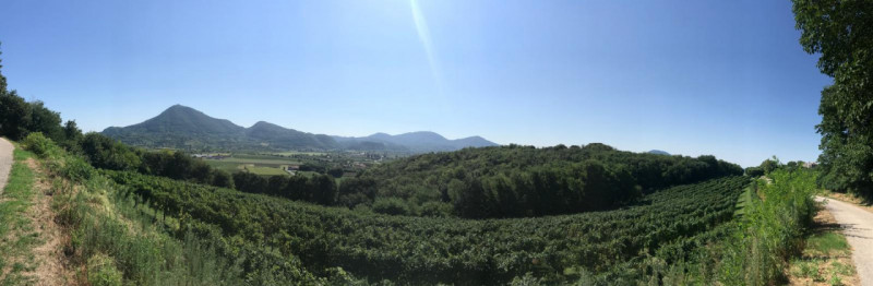 Nel comune di Albettone, precisamente sul monte di Lovertino, proponiamo in vendita una proprietà...