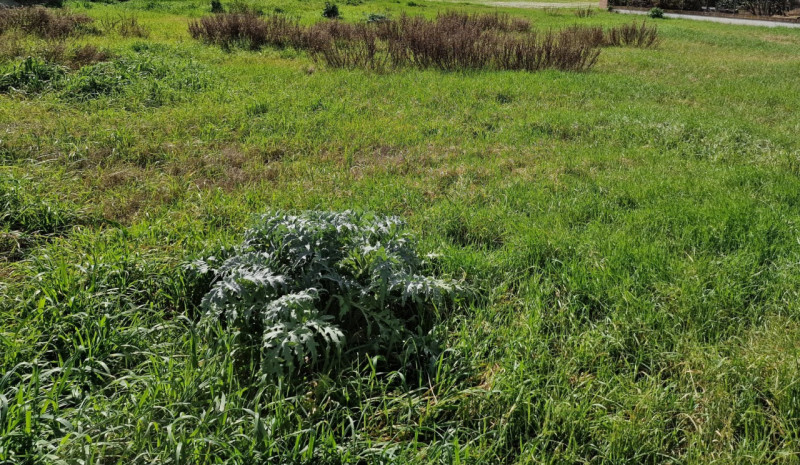 Cesenatico Vendita Terreno terreno agricolo/coltura