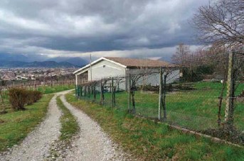 Susegana Vendita Terreno vigneto