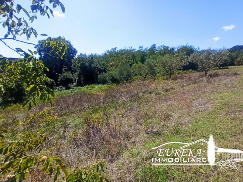 Castiglione del Lago Vendita Terreno seminativo