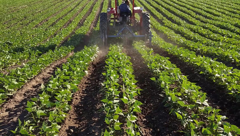 Vigonza Vendita Terreno terreno agricolo/coltura