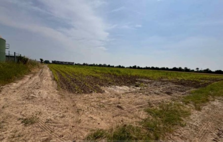 Gazzo Veronese Vendita Terreno terreno agricolo/coltura