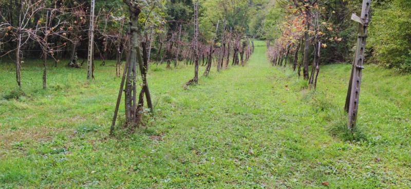 Incastonata nel cuore delle splendide colline di Castelgomberto, proponiamo in vendita una magnif...