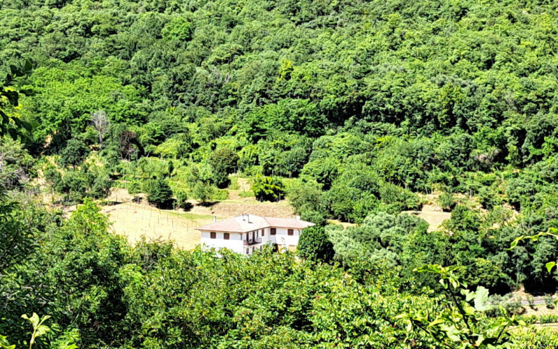 Alle pendici Sud-Est baciate dal sole dei COLLI BERICI (versante Villaga / Barbarano Vicentino), ...