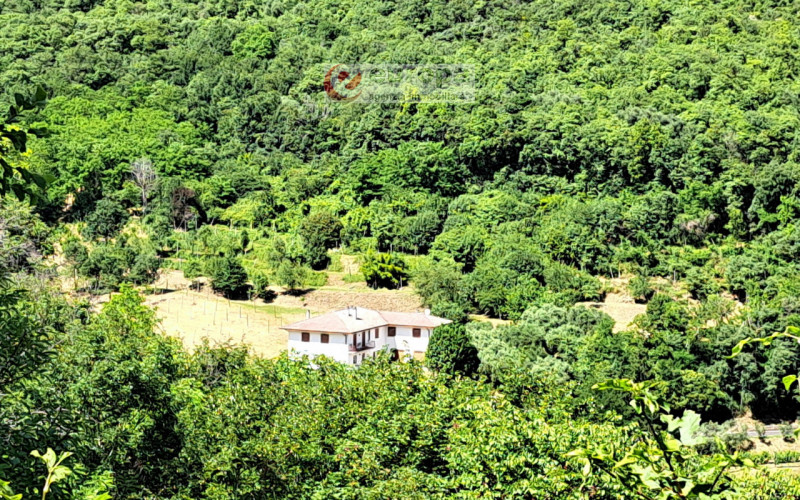 Alle pendici Sud-Est baciate dal sole dei COLLI BERICI (versante Villaga / Barbarano Vicentino), ...
