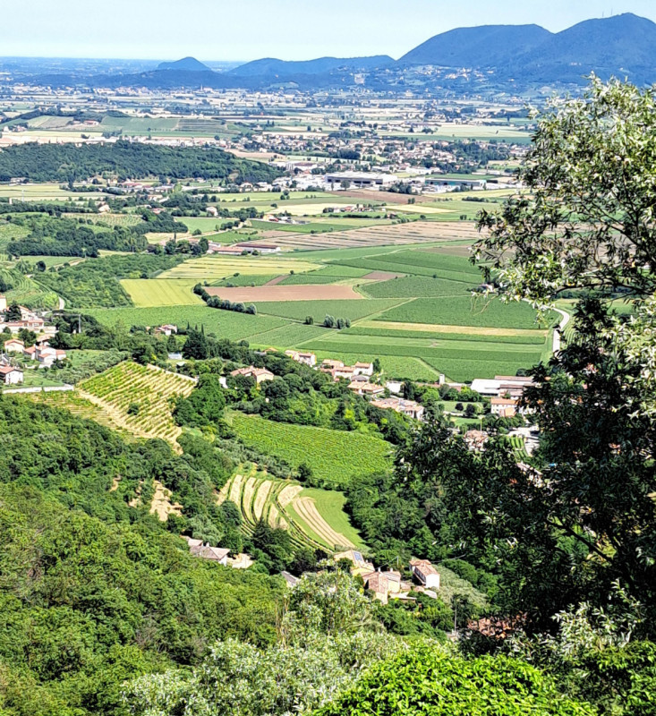 Alle pendici Sud-Est baciate dal sole dei COLLI BERICI (versante Villaga / Barbarano Vicentino), ...