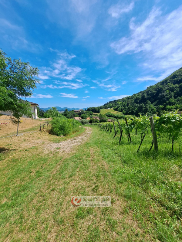 Alle pendici Sud-Est baciate dal sole dei COLLI BERICI (versante Villaga / Barbarano Vicentino), ...