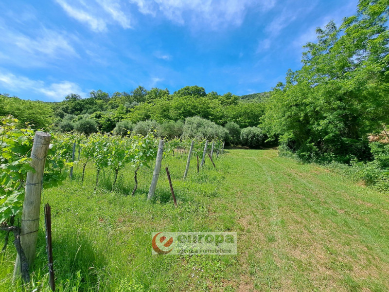 Alle pendici Sud-Est baciate dal sole dei COLLI BERICI (versante Villaga / Barbarano Vicentino), ...