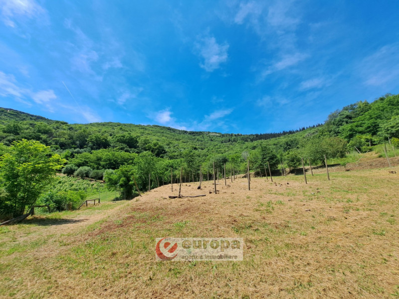 Alle pendici Sud-Est baciate dal sole dei COLLI BERICI (versante Villaga / Barbarano Vicentino), ...
