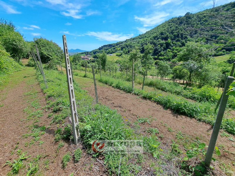 Alle pendici Sud-Est baciate dal sole dei COLLI BERICI (versante Villaga / Barbarano Vicentino), ...