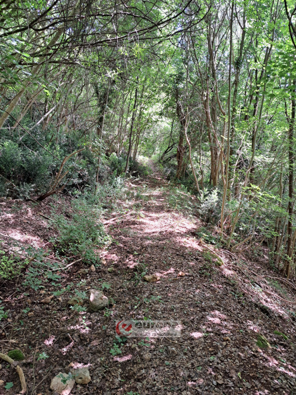 Alle pendici Sud-Est baciate dal sole dei COLLI BERICI (versante Villaga / Barbarano Vicentino), ...