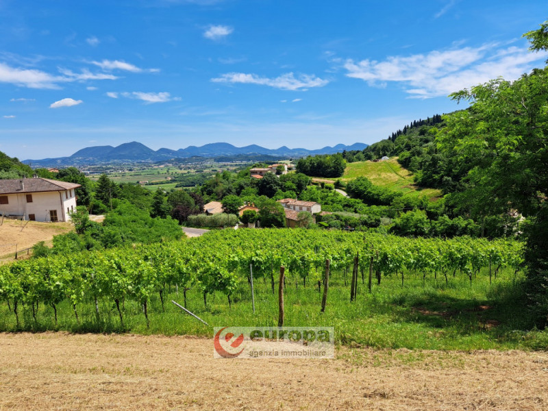 Alle pendici dei COLLI BERICI nel versante Villaga / Barbarano Vicentino, in lieve declivio bacia...