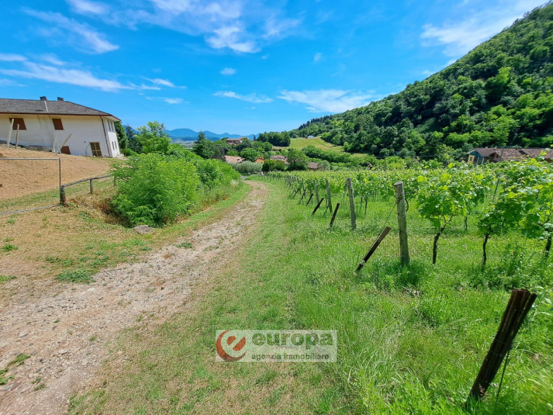 Alle pendici dei COLLI BERICI nel versante Villaga / Barbarano Vicentino, in lieve declivio bacia...