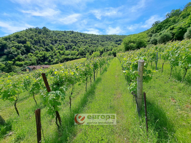 Alle pendici dei COLLI BERICI nel versante Villaga / Barbarano Vicentino, in lieve declivio bacia...