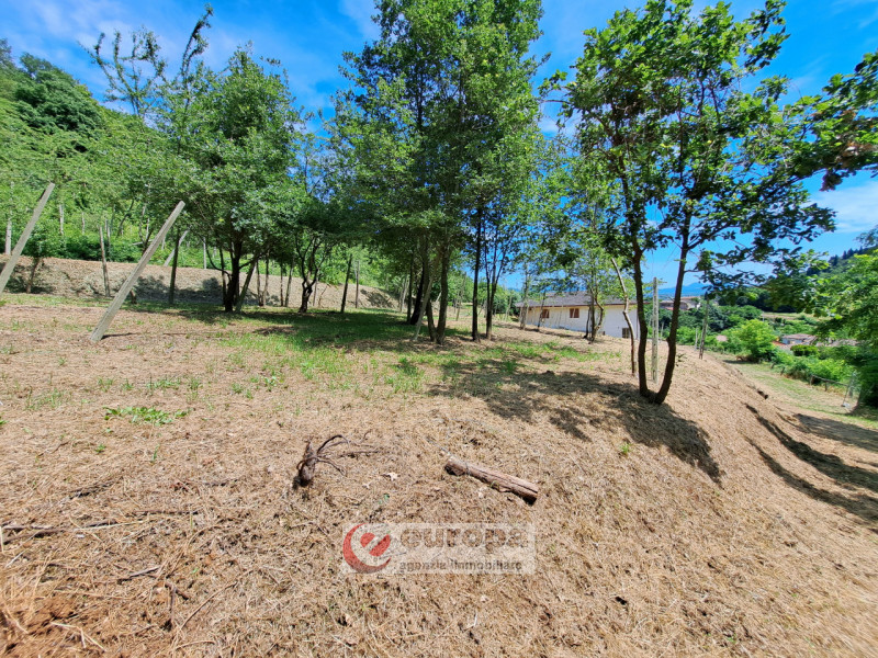 Alle pendici dei COLLI BERICI nel versante Villaga / Barbarano Vicentino, in lieve declivio bacia...