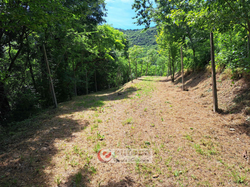 Alle pendici dei COLLI BERICI nel versante Villaga / Barbarano Vicentino, in lieve declivio bacia...