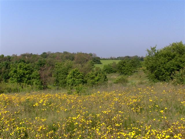 Nella prima periferia di Lonigo, proponiamo in vendita due capannoni agricoli idonei ad installaz...