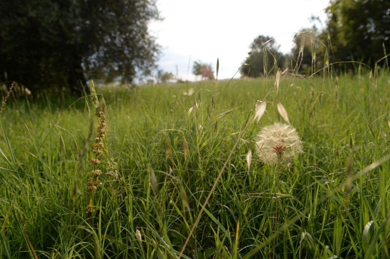 Scopri questa straordinaria opportunità di investimento nel verde paesaggio del Comune di Rosà. P...