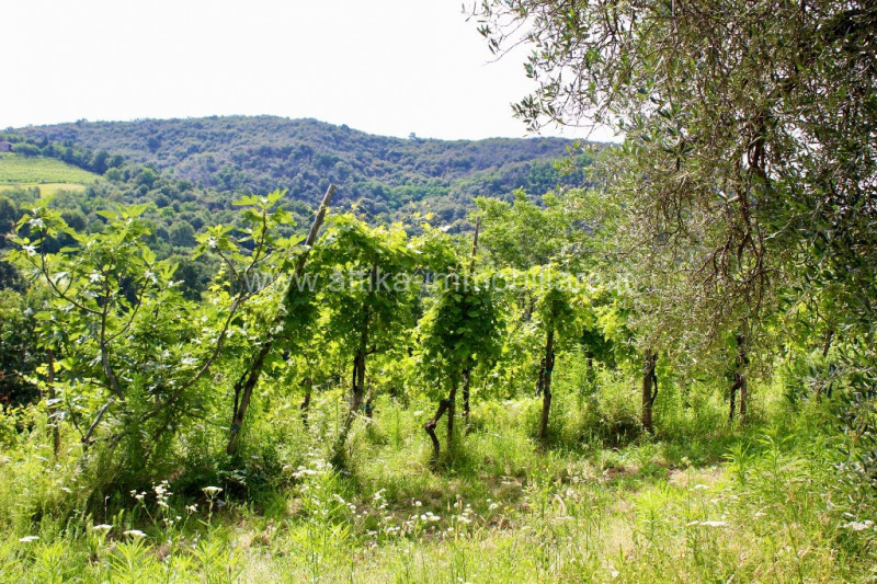 Antico rustico in pietra del 1600 immerso nella natura dei Colli Euganei con ubicazione favolosa....