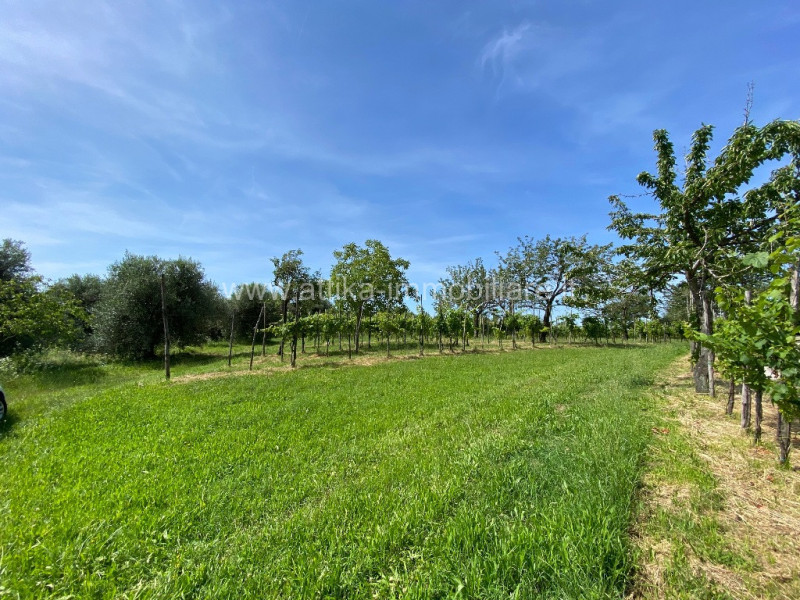 Antico rustico in pietra del 1600 immerso nella natura dei Colli Euganei con ubicazione favolosa....