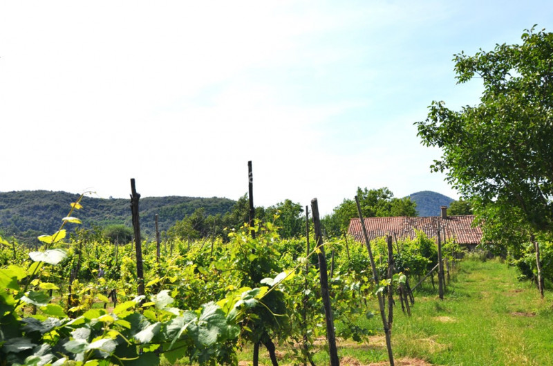 Antico rustico in pietra del 1600 immerso nella natura dei Colli Euganei con ubicazione favolosa....
