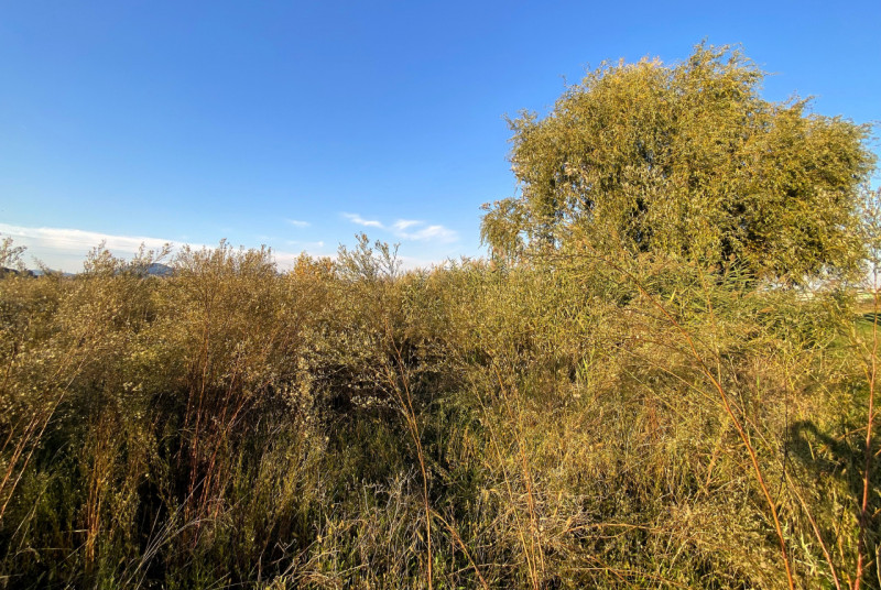 PERNUMIA: in località di Casona appezzamento di terreno agricolo della metratura di 14.113 mq cor...