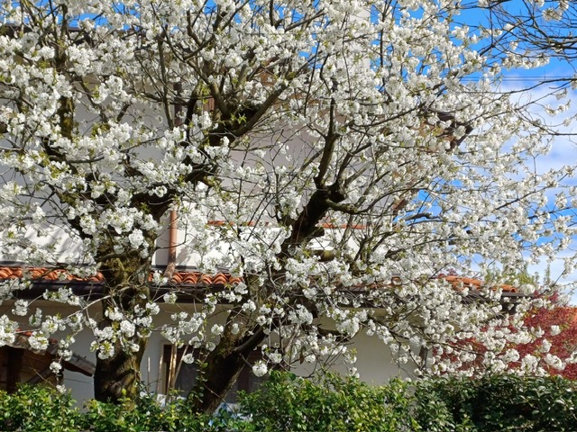 CAZZAGO di Pianiga vendesi bella Bifamiliare con giardino privato e ingresso indipendente. 
Svilu...
